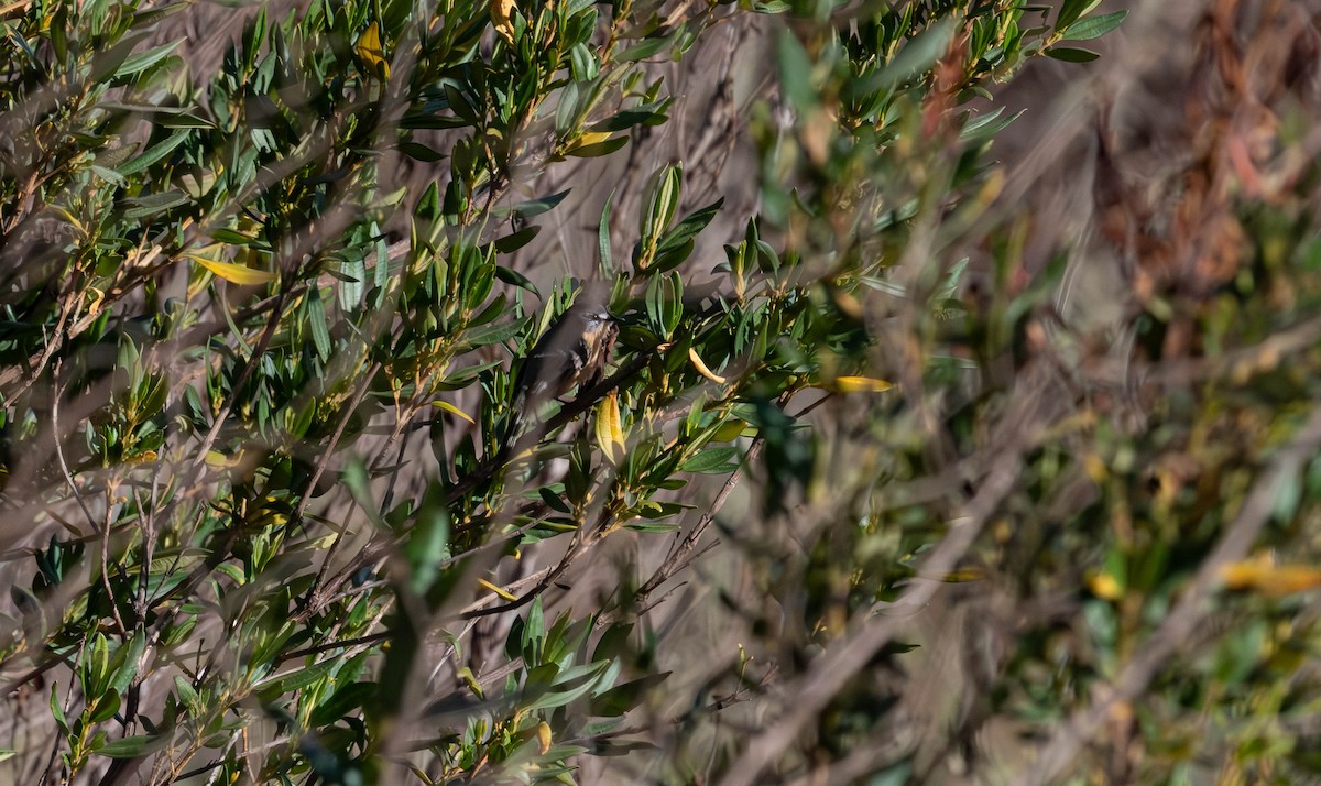 Gray-backed Tachuri - ML638049734