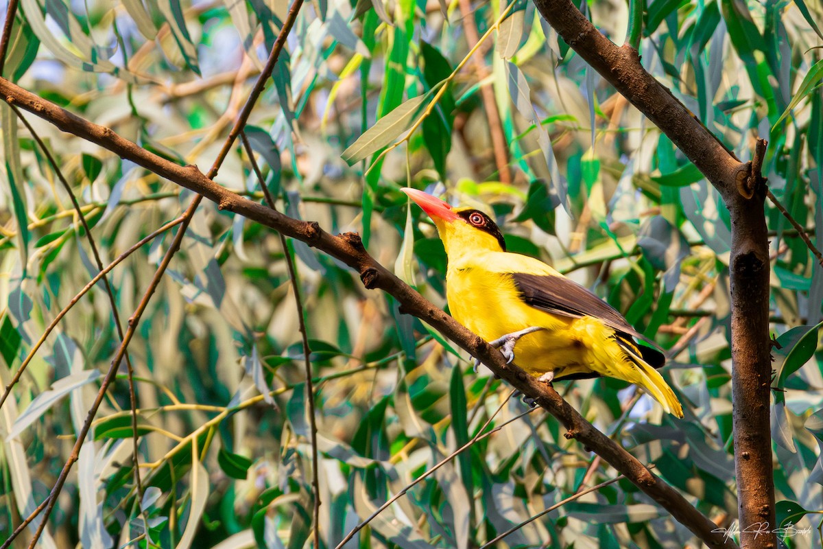 Black-naped Oriole - ML638049745