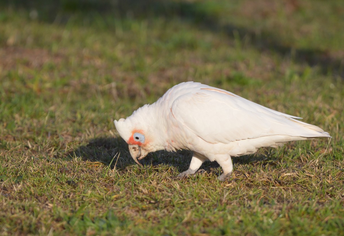 Long-billed Corella - ML638049746