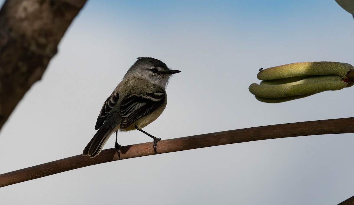 White-crested Tyrannulet - ML638049751