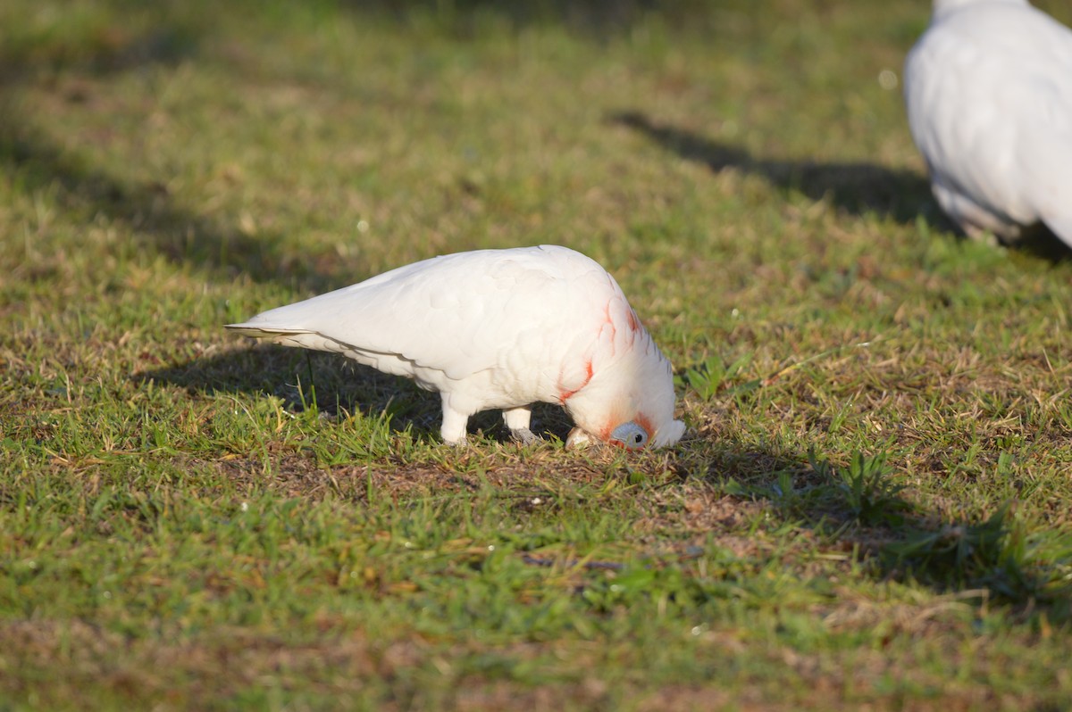 Long-billed Corella - ML638049752