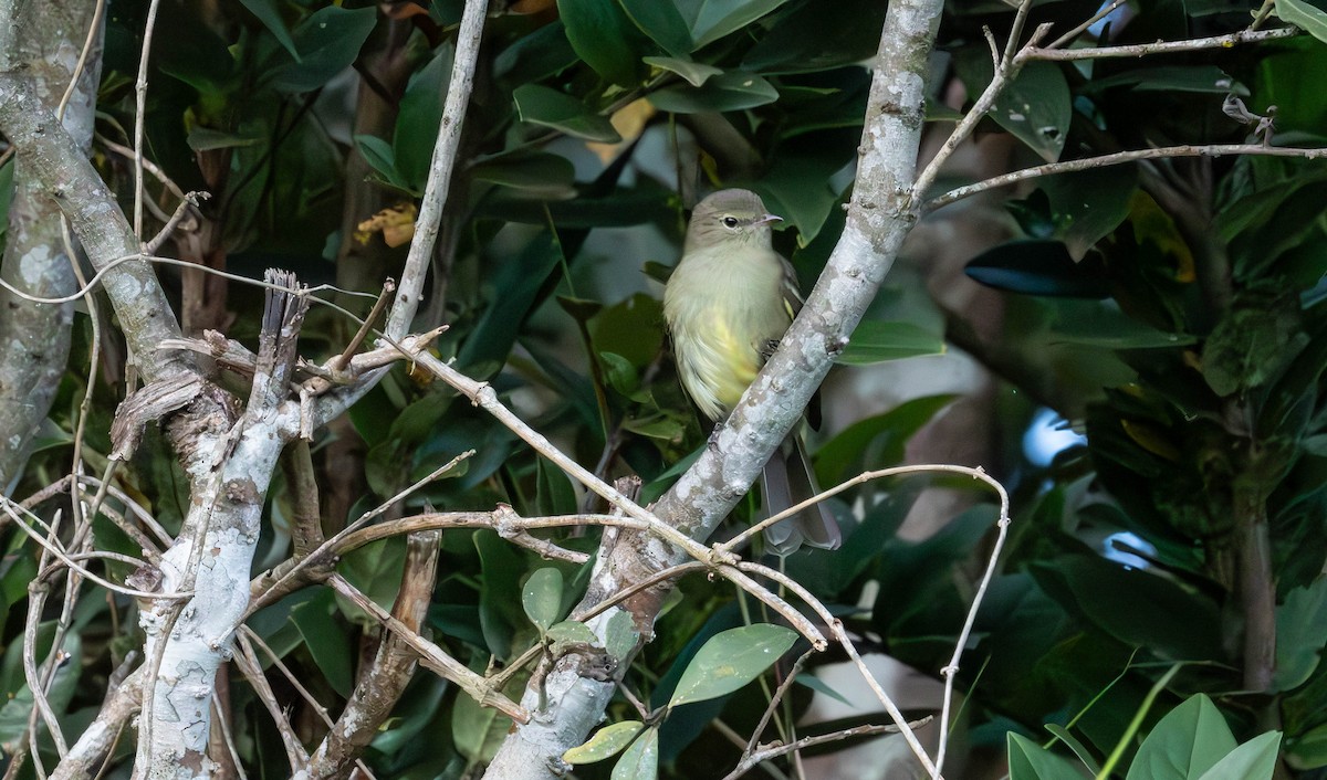 Olivaceous Elaenia - ML638049753