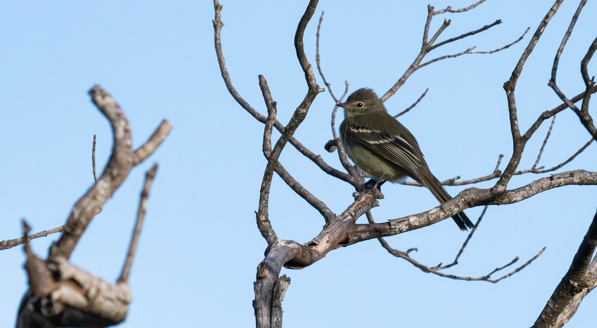 Lesser Elaenia - ML638049756