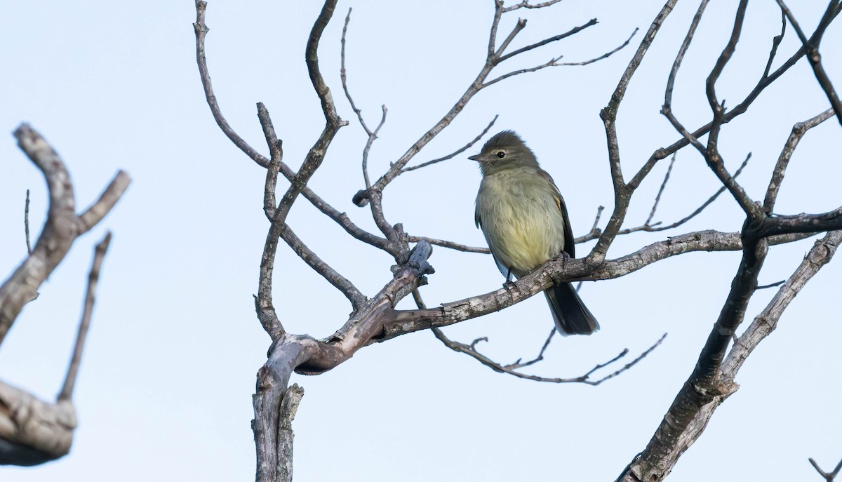 Lesser Elaenia - ML638049787