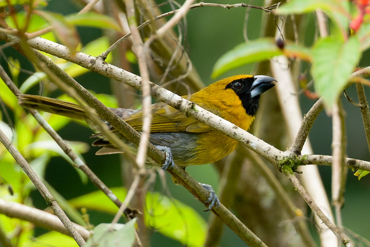 Black-faced Grosbeak - ML638049853