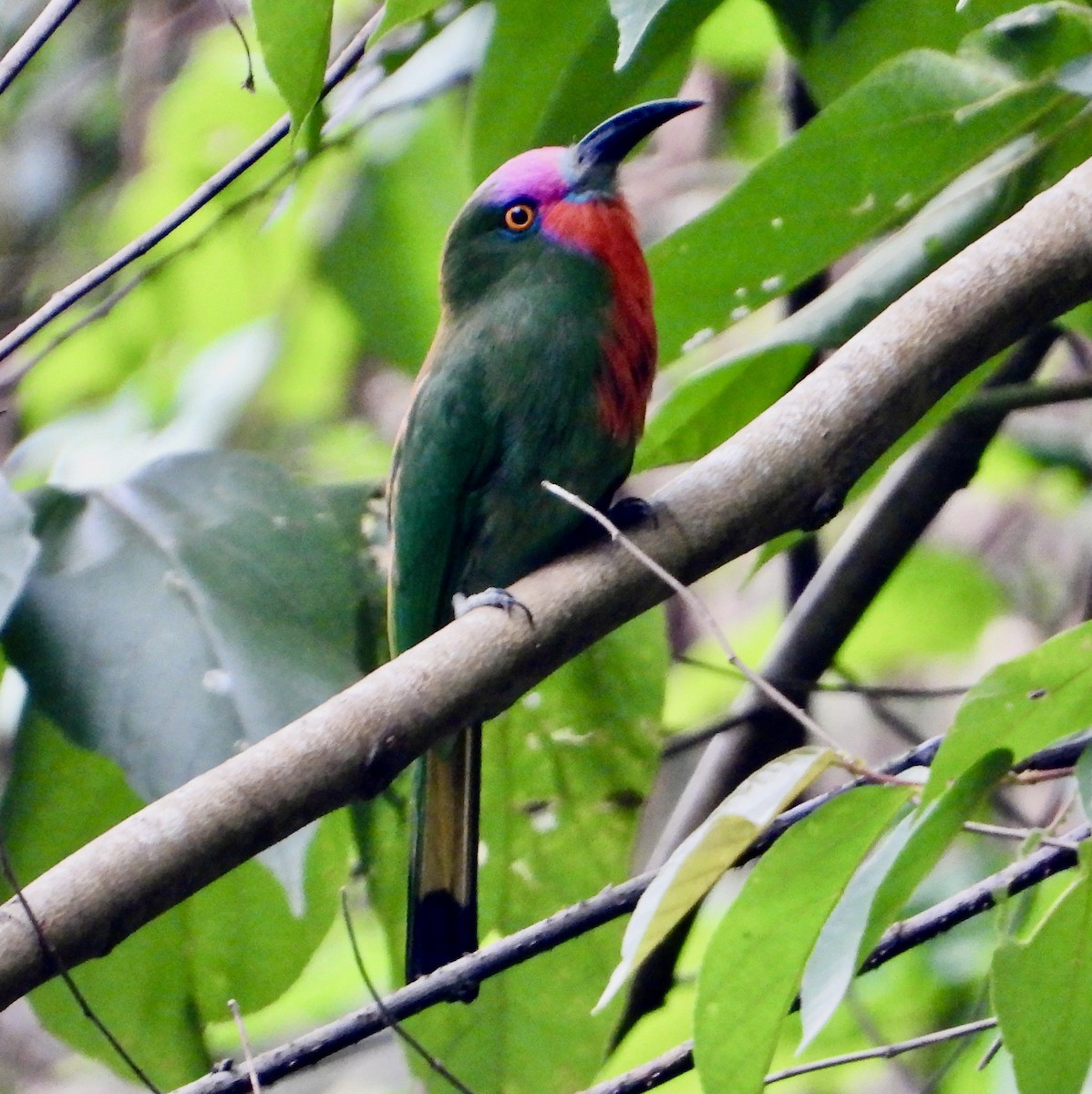 Red-bearded Bee-eater - ML638049855