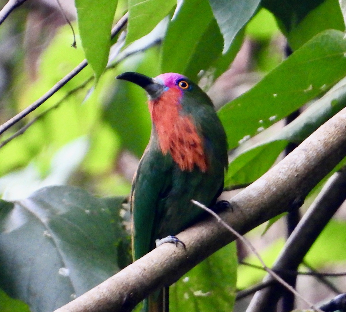 Red-bearded Bee-eater - ML638049856