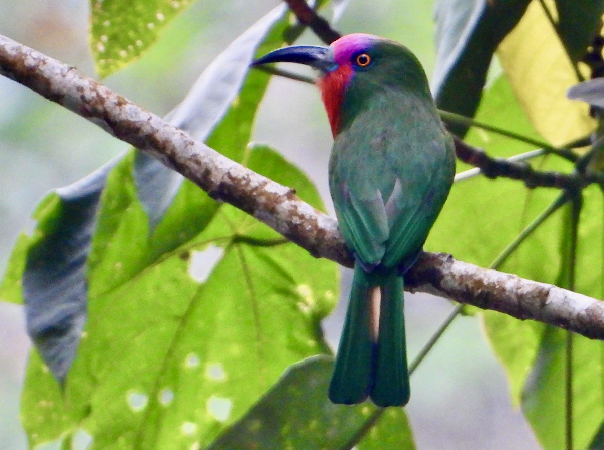Red-bearded Bee-eater - ML638049857