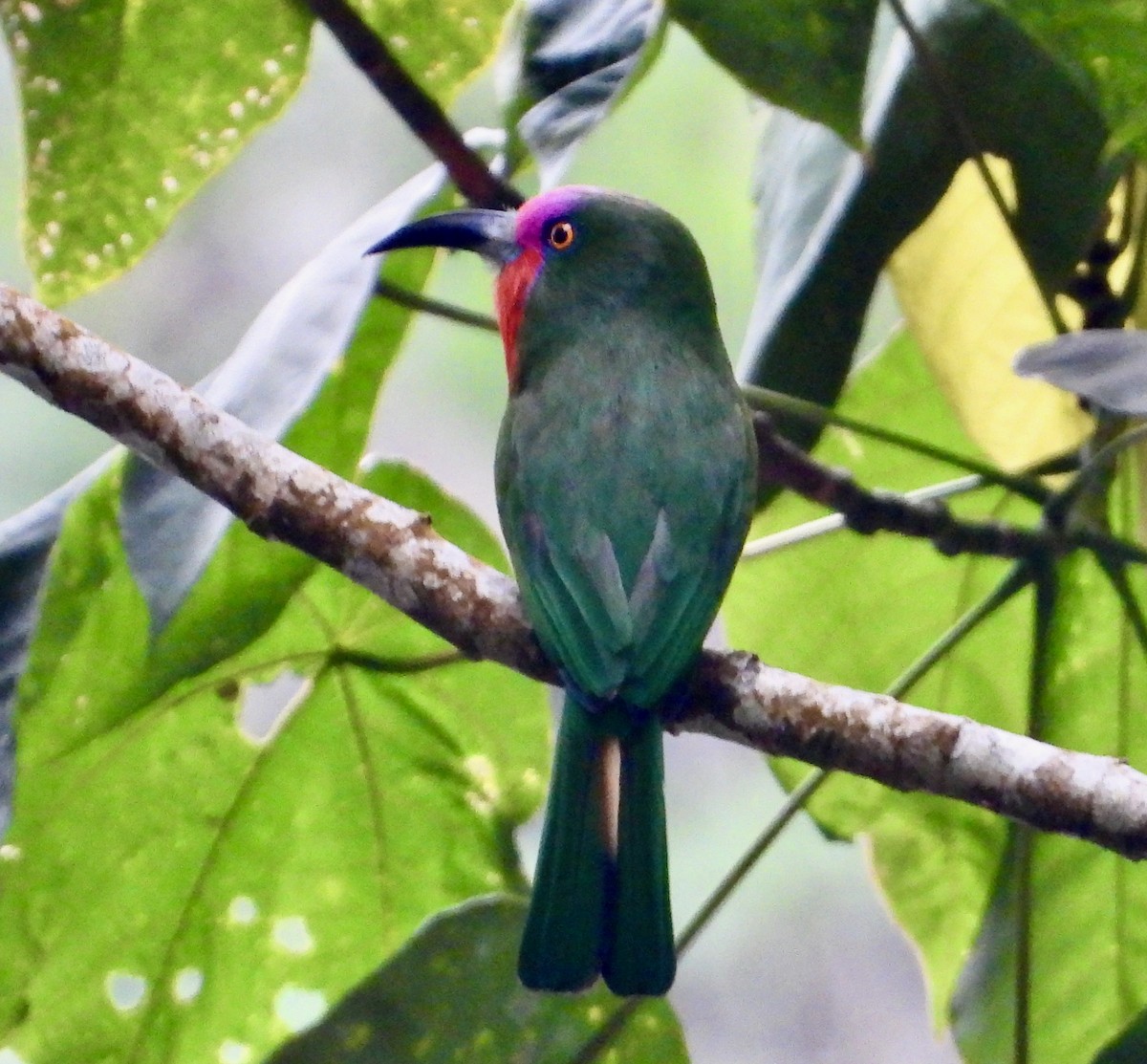Red-bearded Bee-eater - ML638049858
