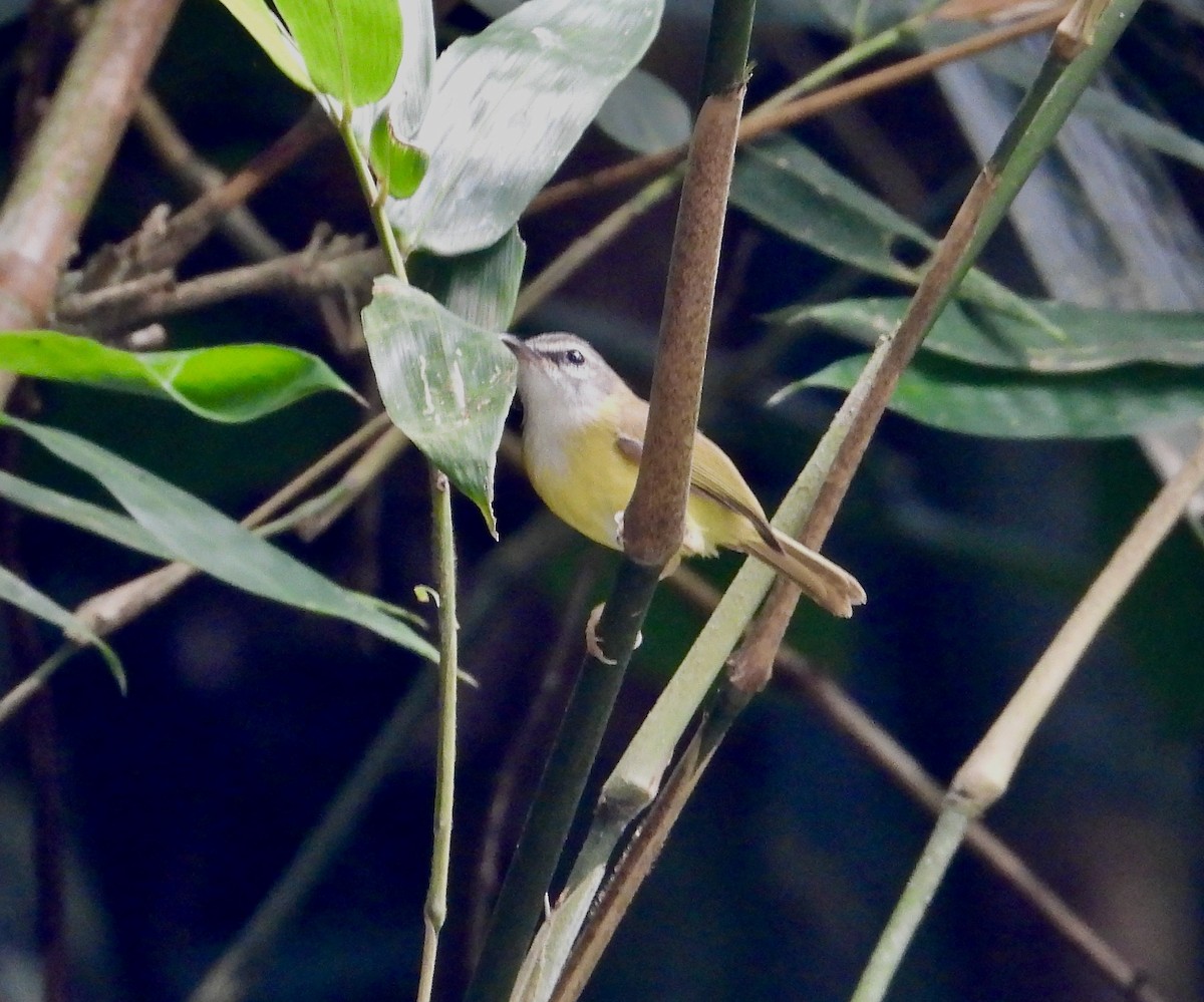Yellow-bellied Warbler - ML638049927