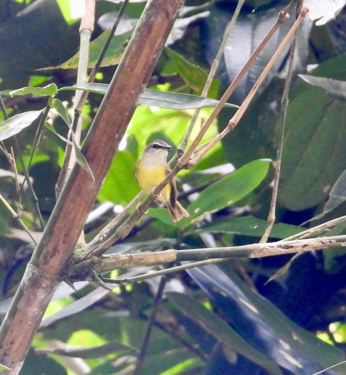Yellow-bellied Warbler - ML638049928