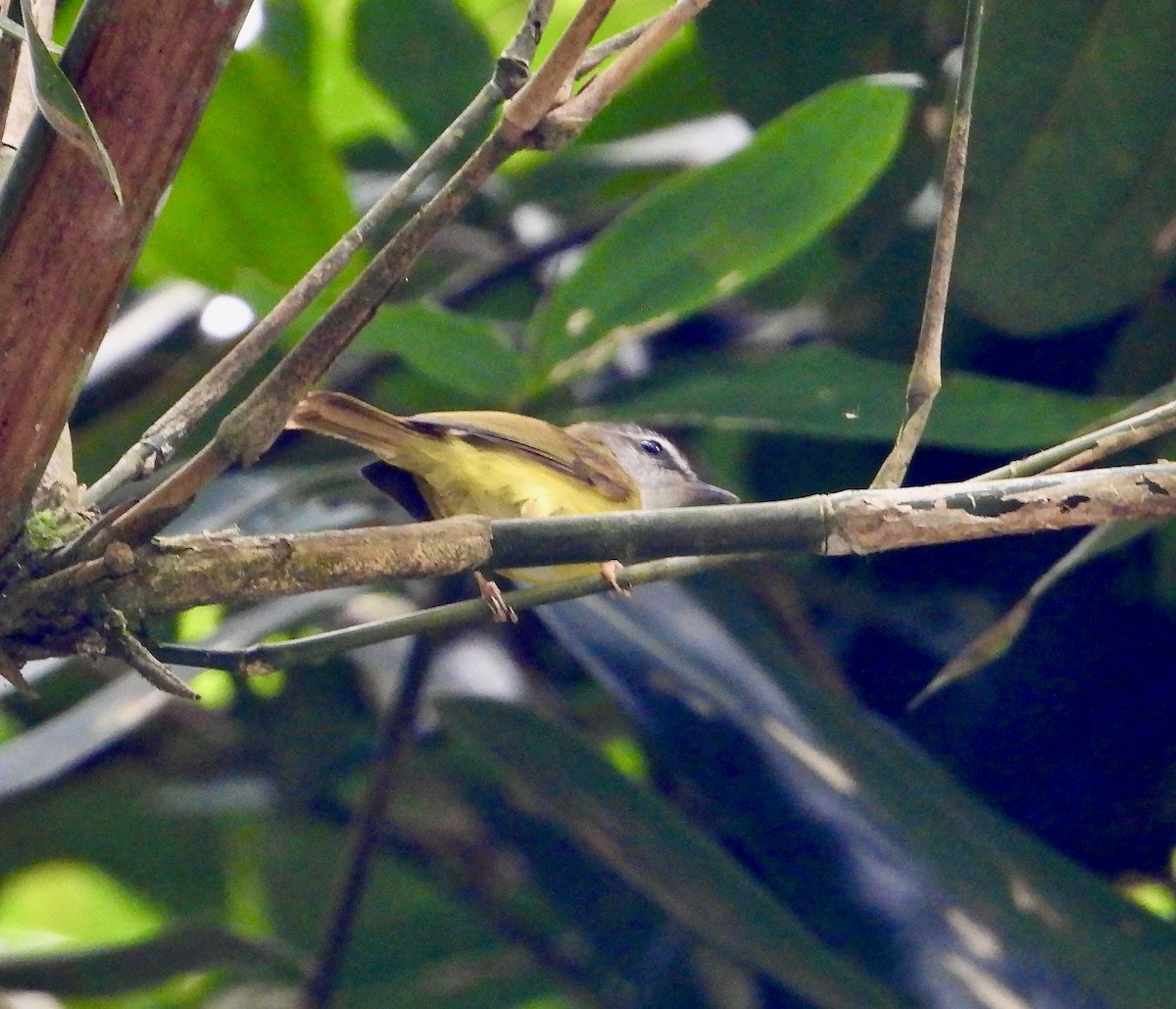 Yellow-bellied Warbler - ML638049929