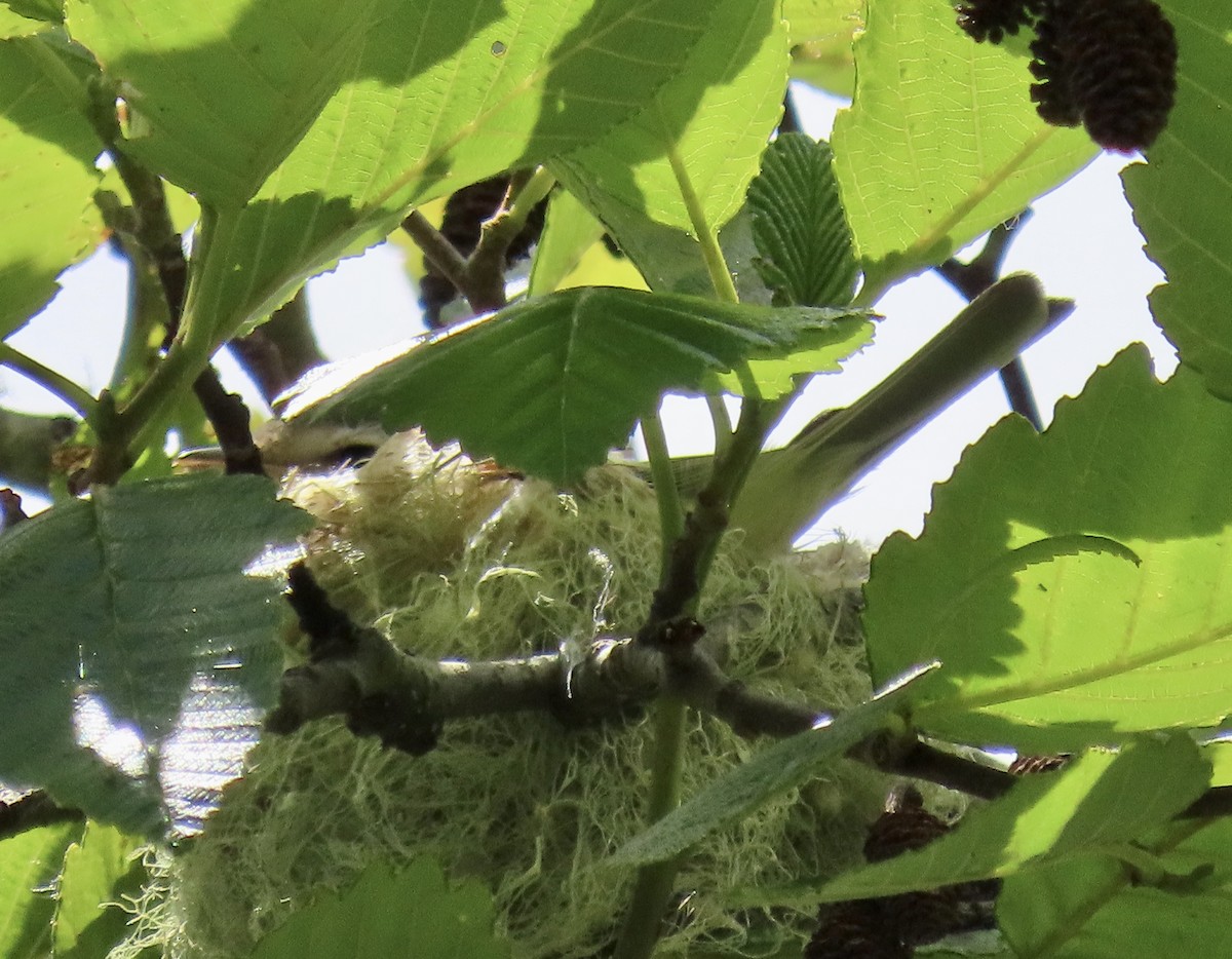 Warbling Vireo - ML638049936