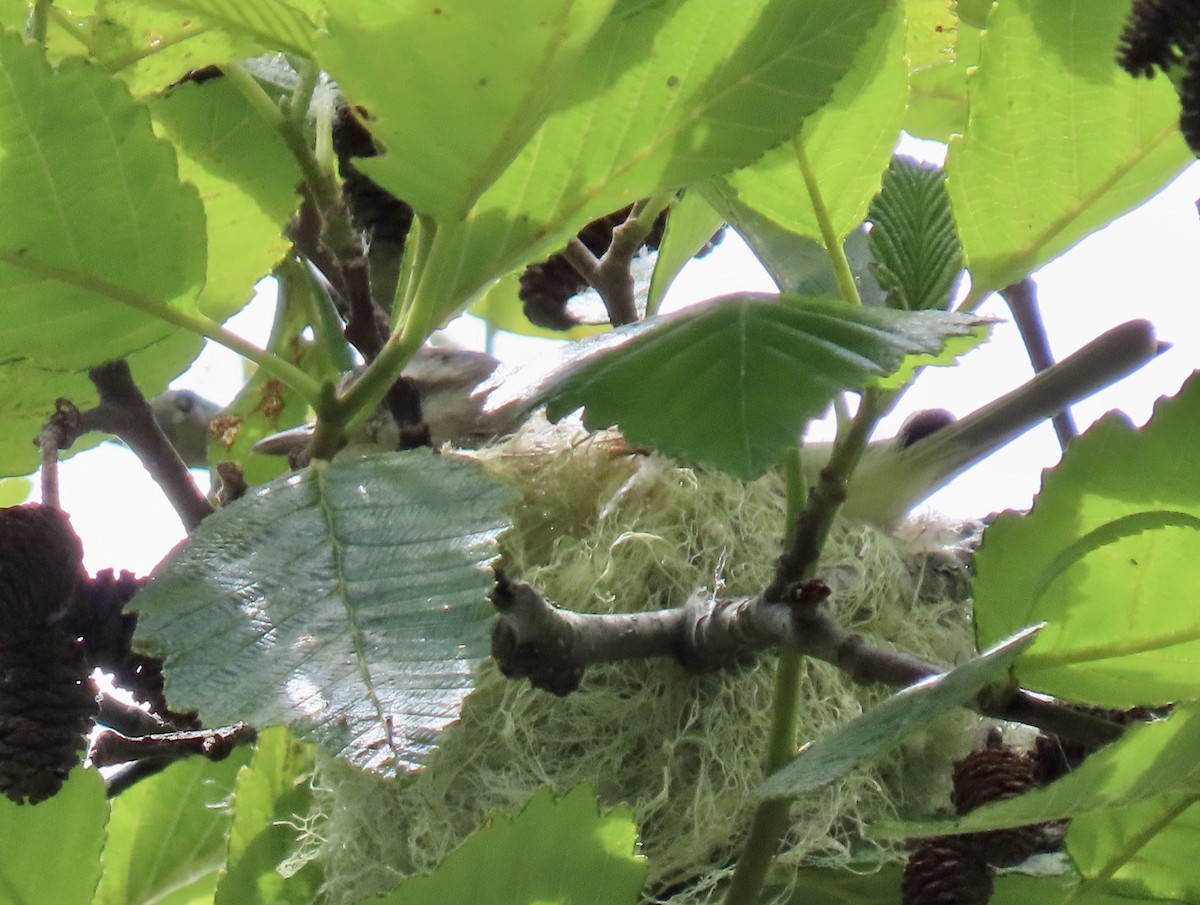 Warbling Vireo - ML638049937