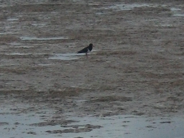 Pied Oystercatcher - ML638049946