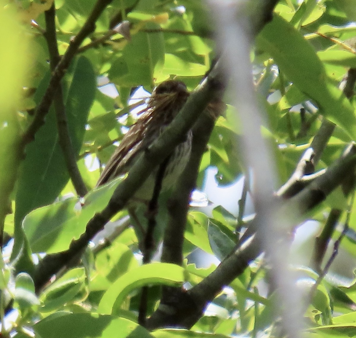 Purple Finch - ML638049950