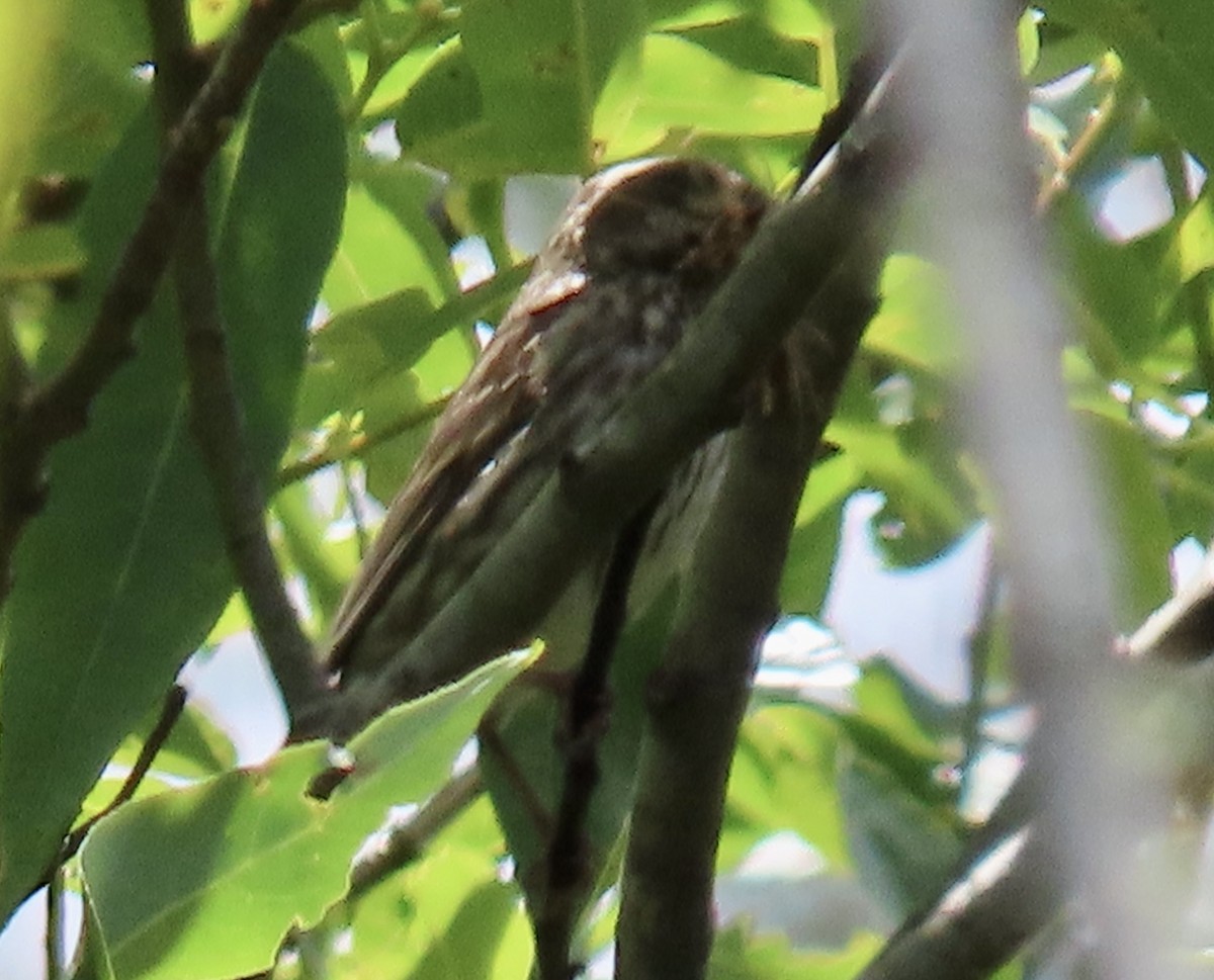 Purple Finch - ML638049951