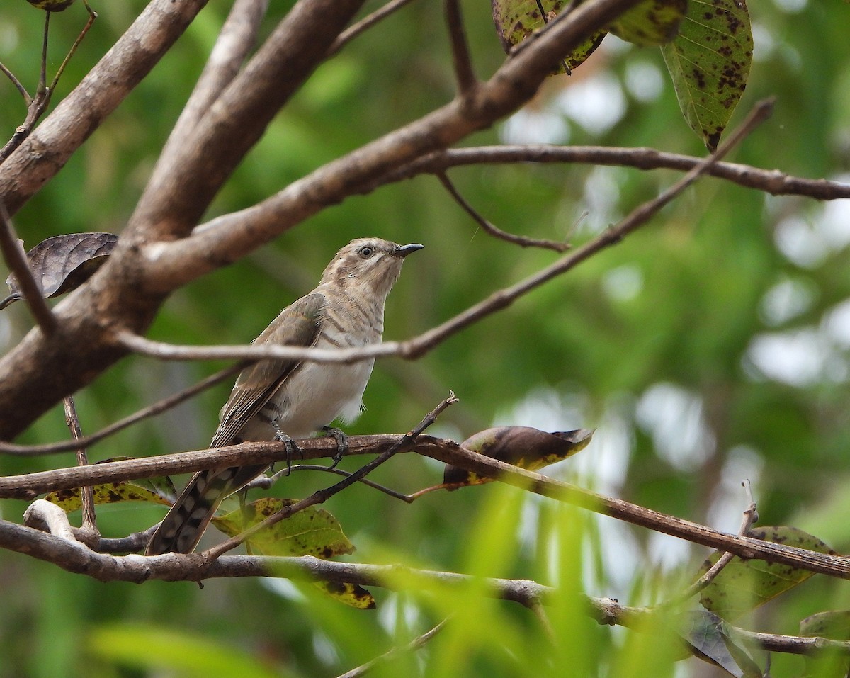 Horsfield's Bronze-Cuckoo - ML638049952
