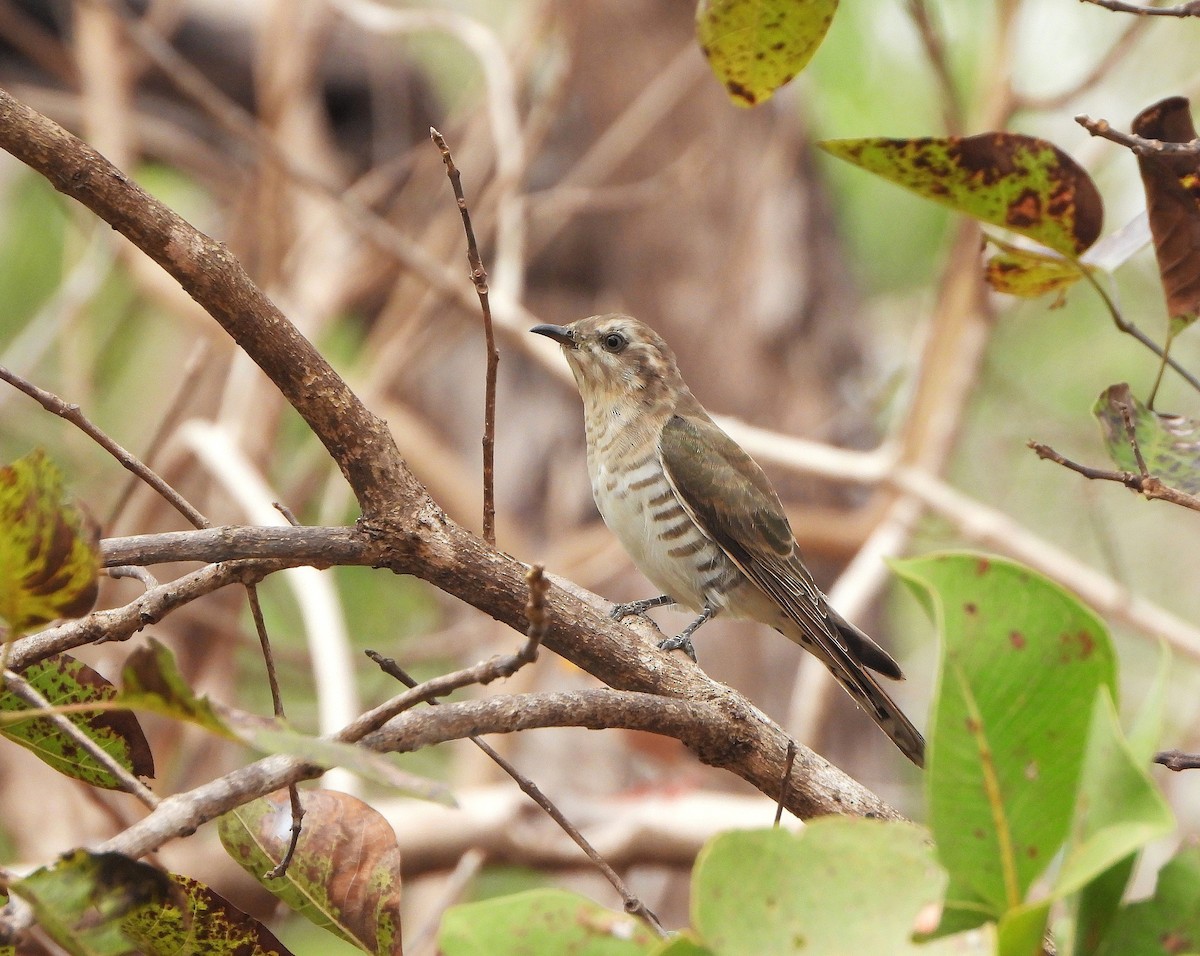 Horsfield's Bronze-Cuckoo - ML638049956