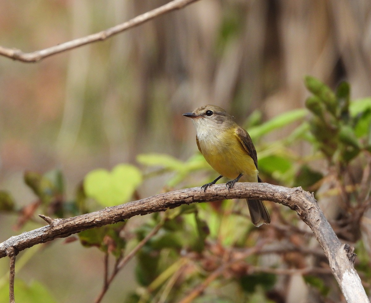 Lemon-bellied Flyrobin - ML638049960