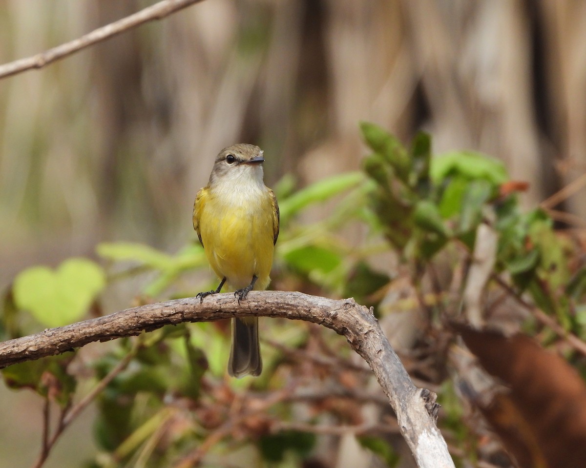 Lemon-bellied Flyrobin - ML638049964