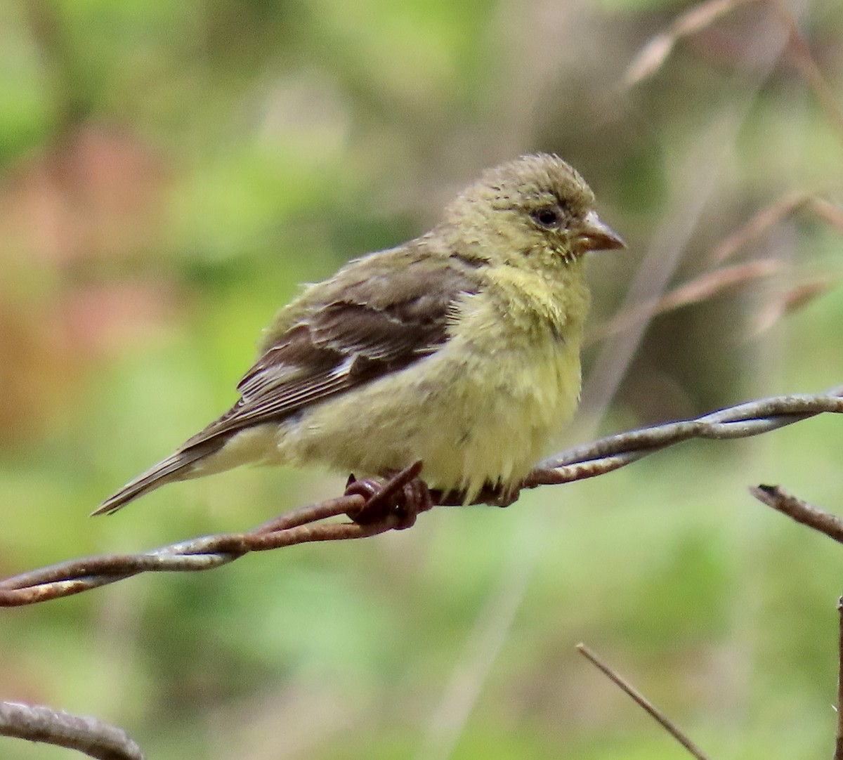 Lesser Goldfinch - ML638049976