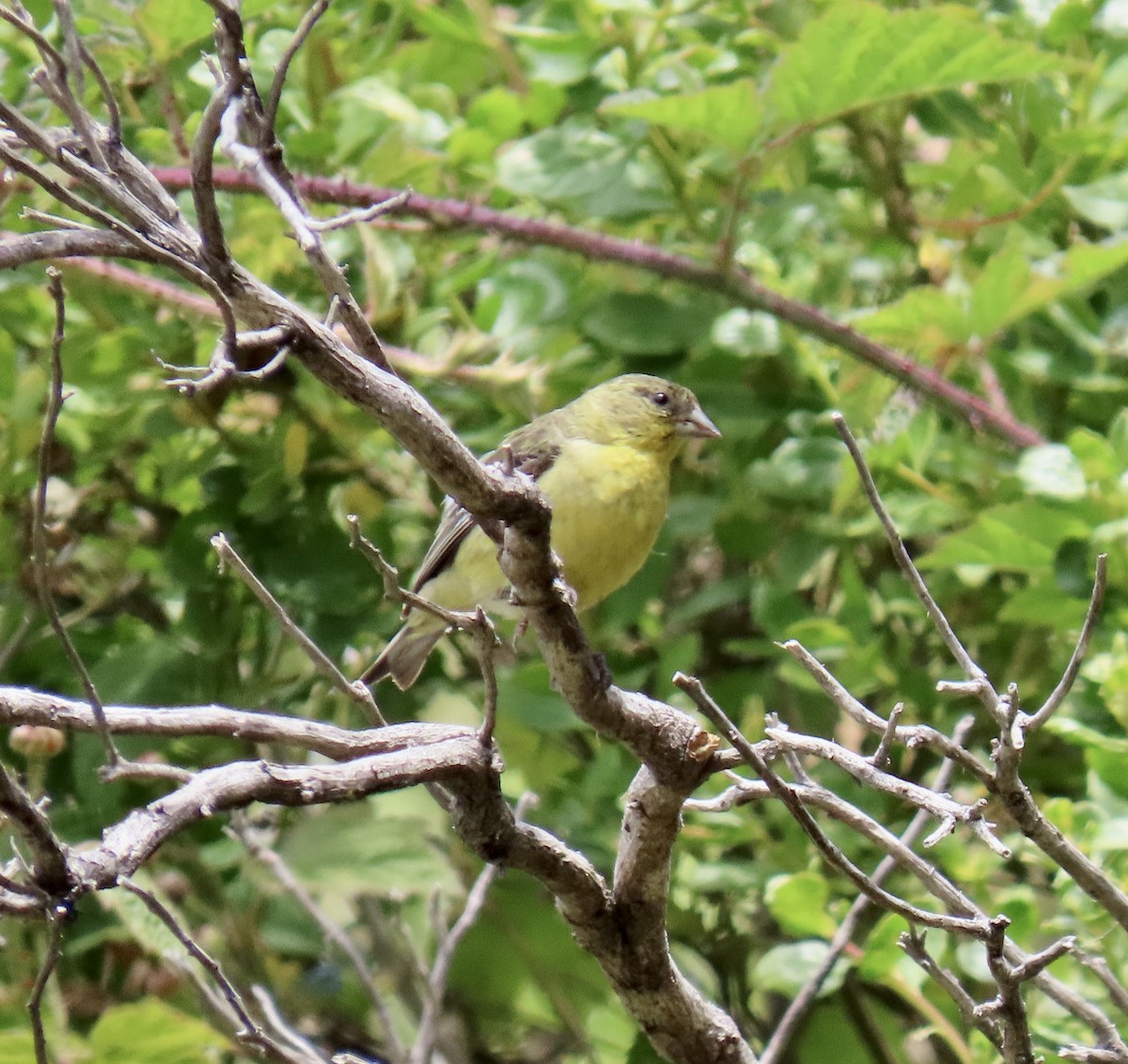 Lesser Goldfinch - ML638049977