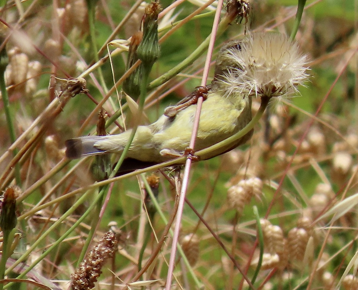 Lesser Goldfinch - ML638049978