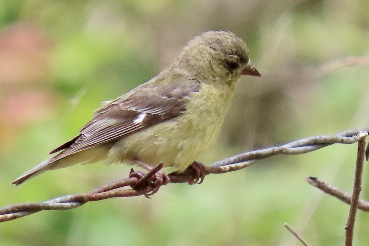 Lesser Goldfinch - ML638049979