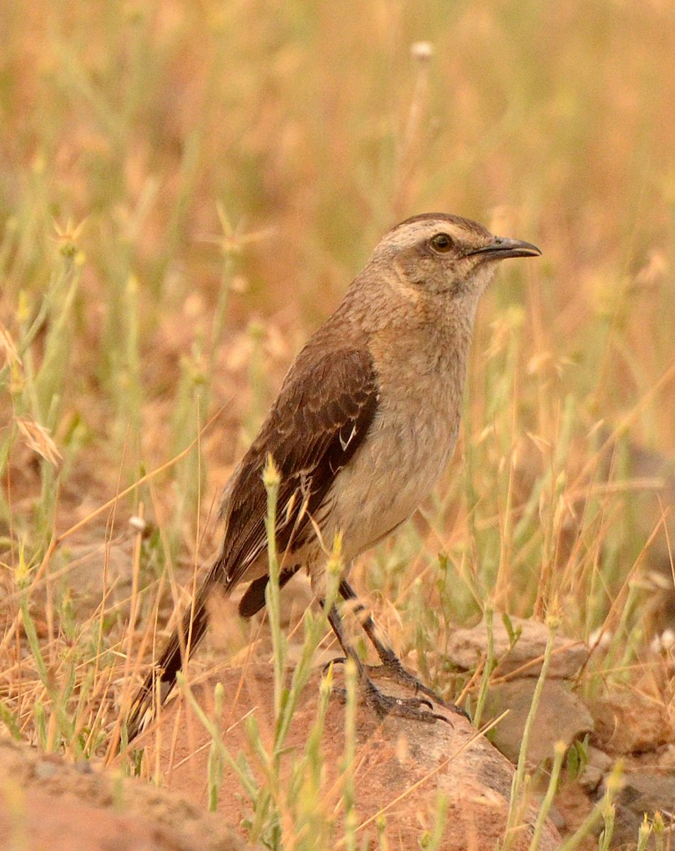 Chilean Mockingbird - ML638049985