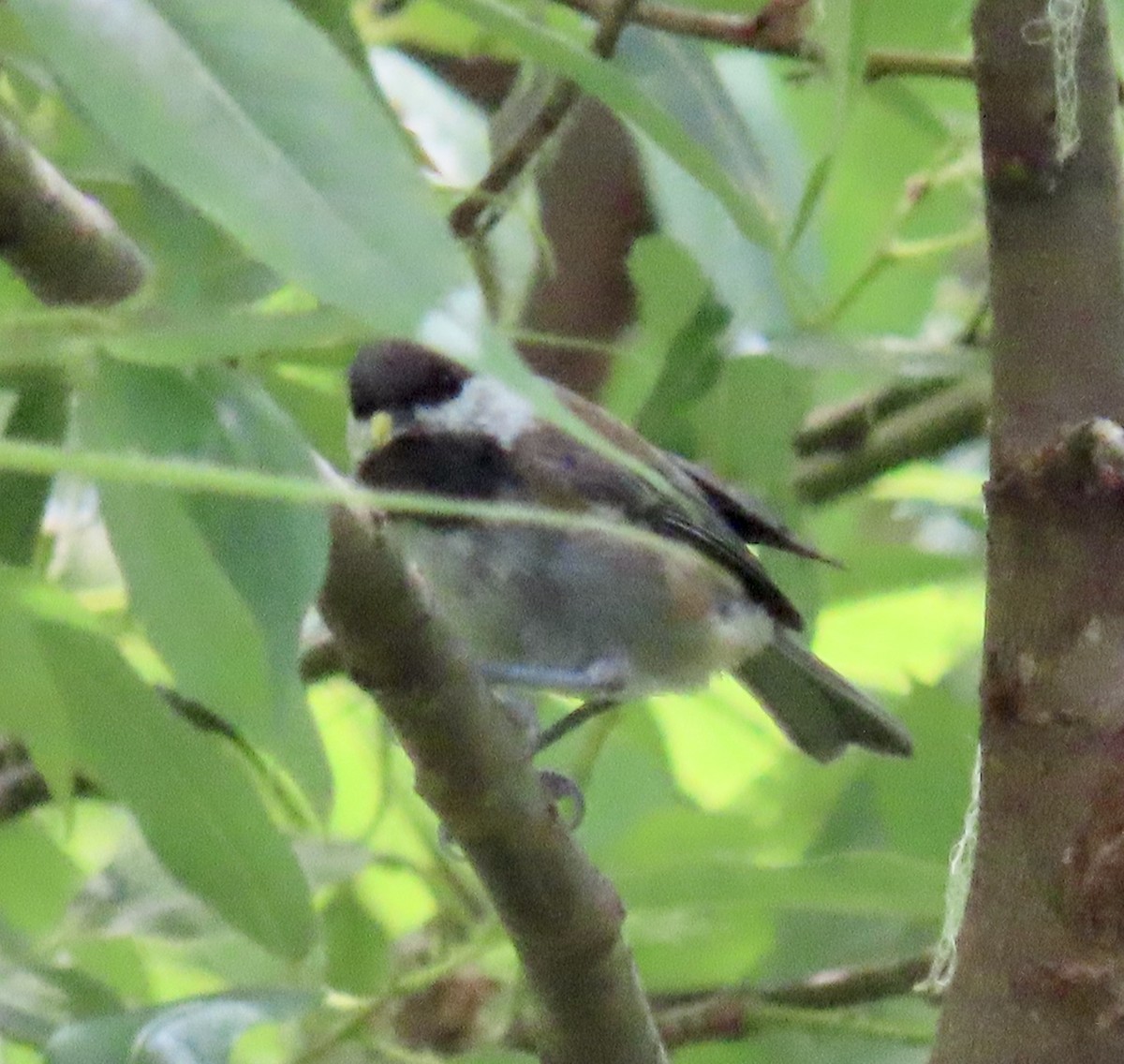 Chestnut-backed Chickadee - ML638050000