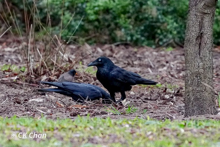 Little Raven - ML638050002