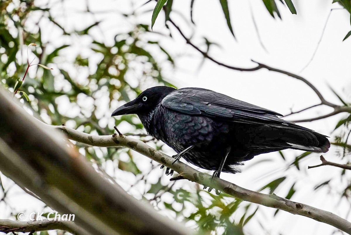 Little Raven - ML638050003