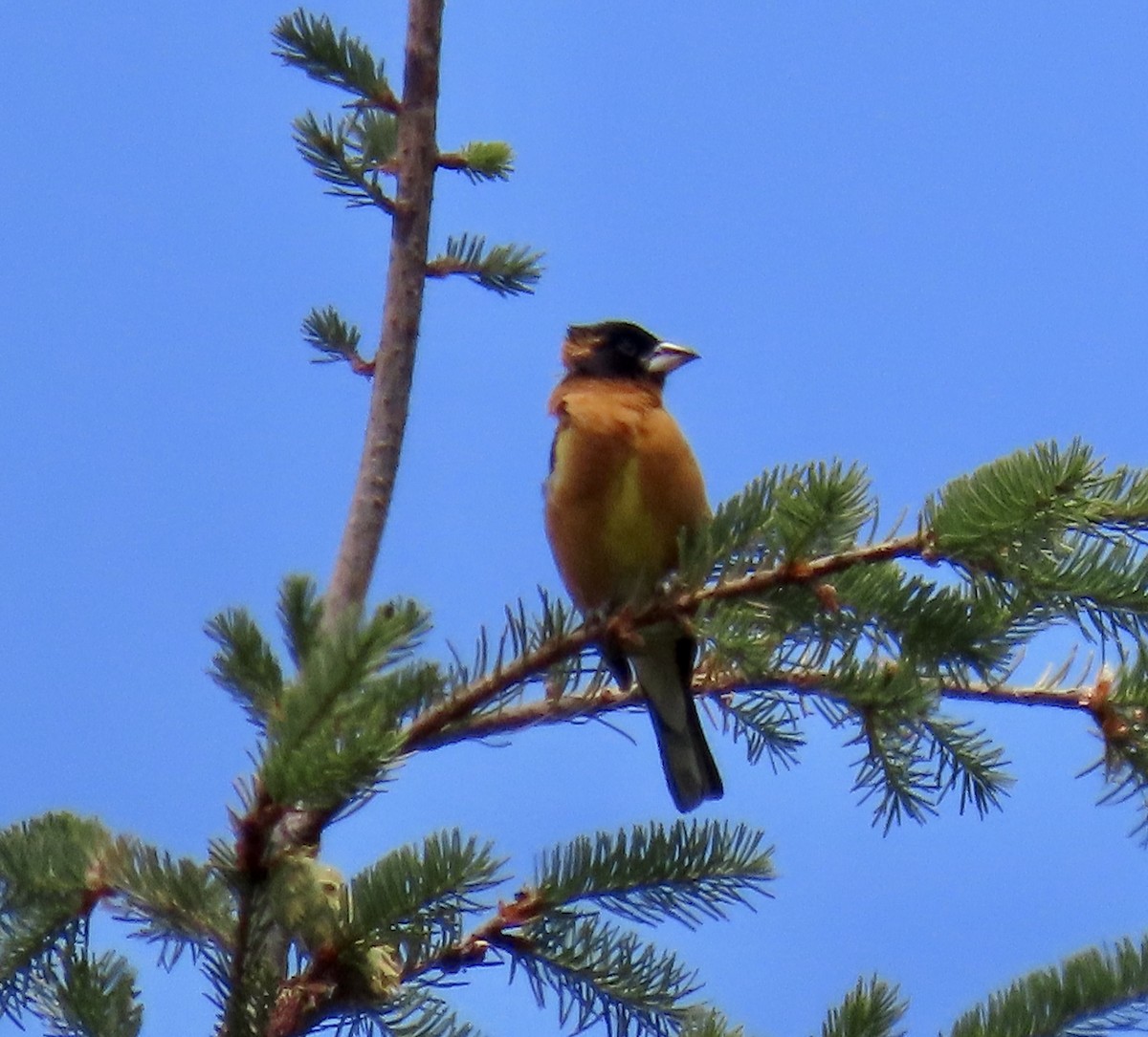 Black-headed Grosbeak - ML638050019