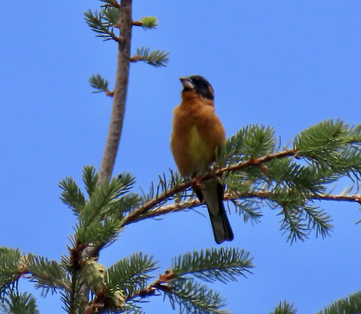 Black-headed Grosbeak - ML638050020
