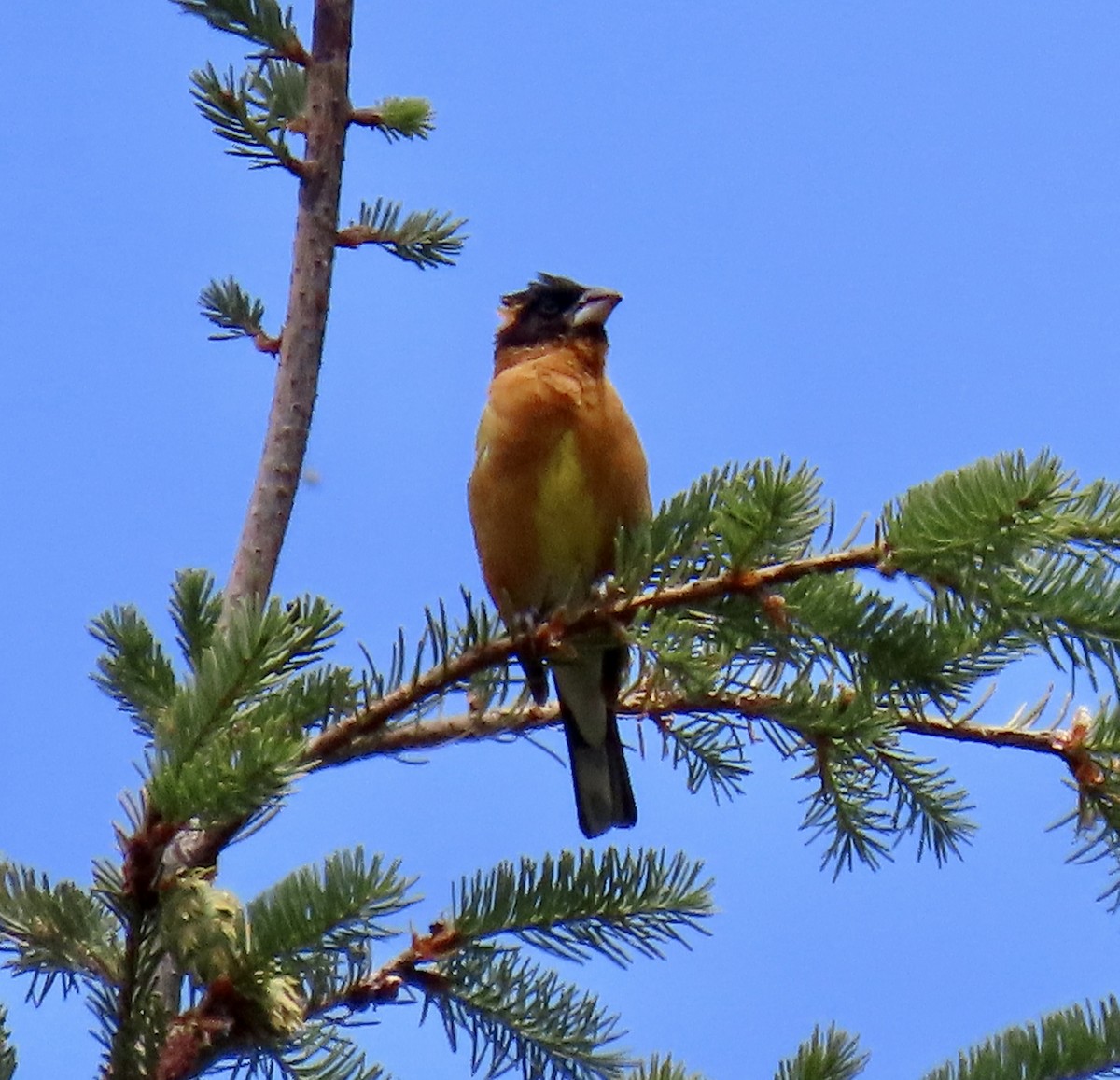 Black-headed Grosbeak - ML638050021
