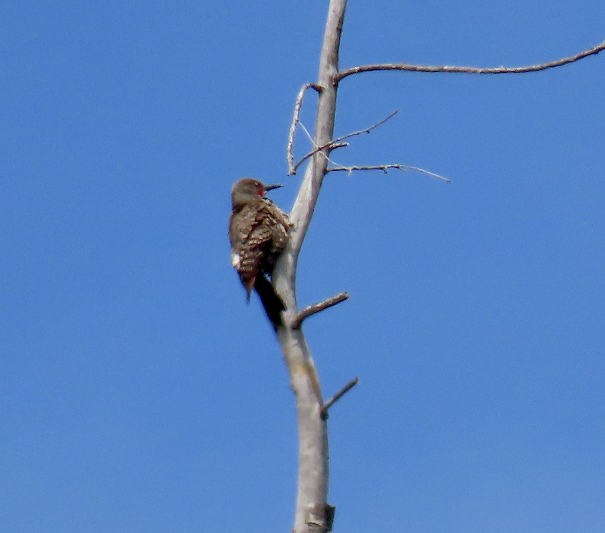 Northern Flicker - ML638050024