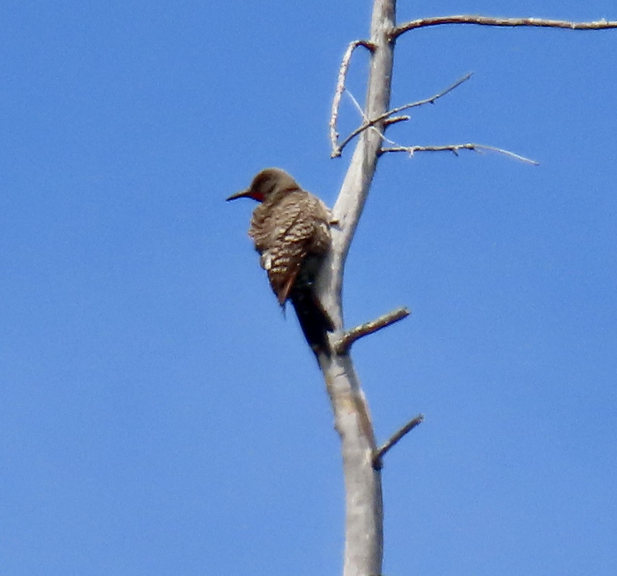 Northern Flicker - ML638050025