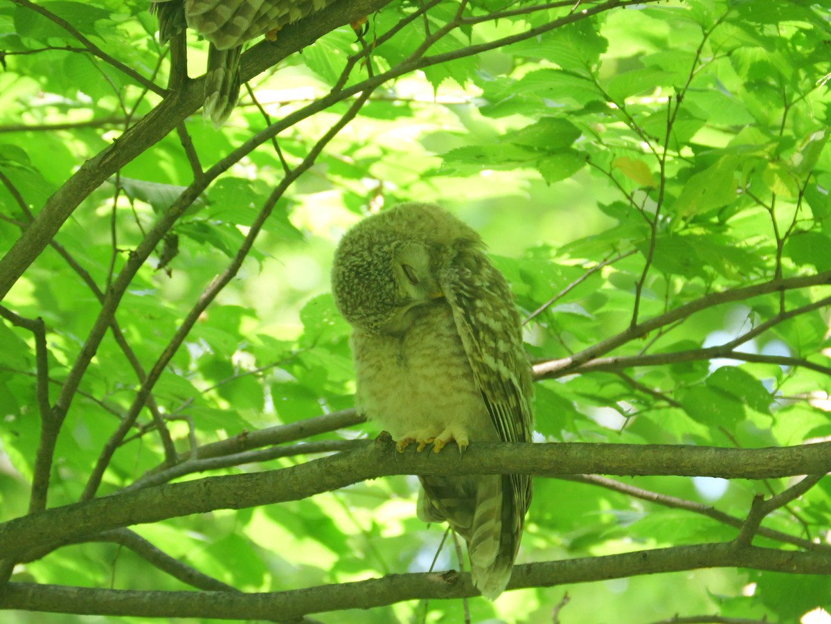 Ural Owl - ML638050045