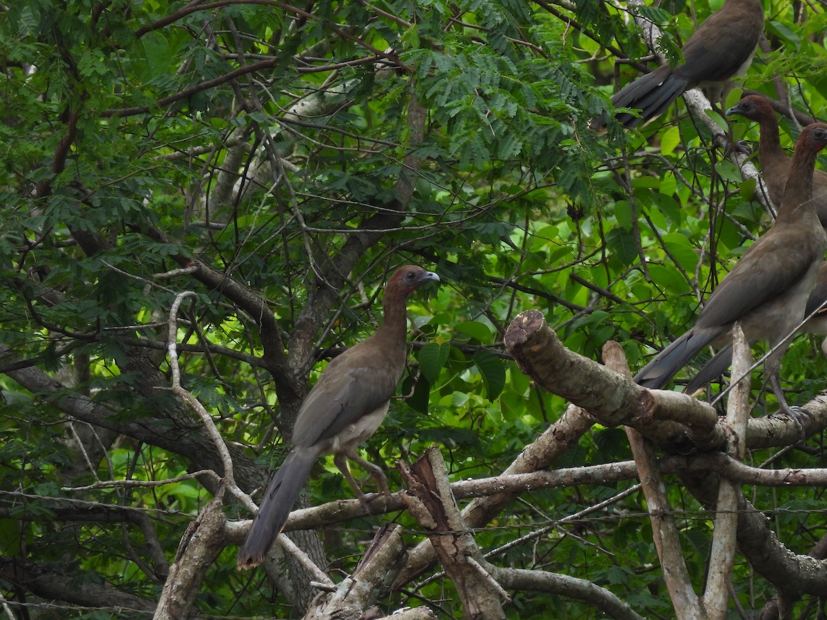 Chestnut-winged Chachalaca - ML638050063