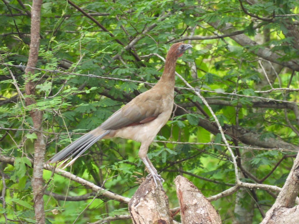 Chestnut-winged Chachalaca - ML638050064