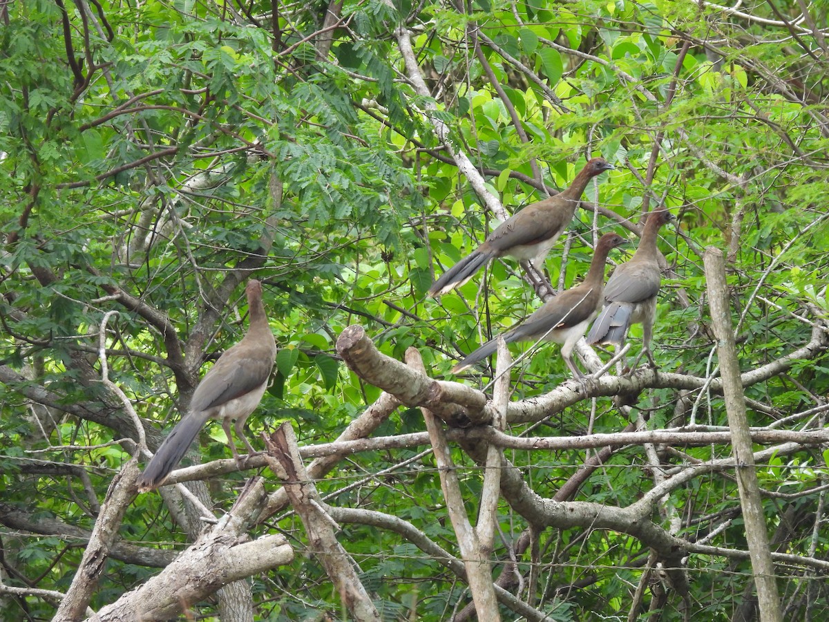 Chestnut-winged Chachalaca - ML638050065
