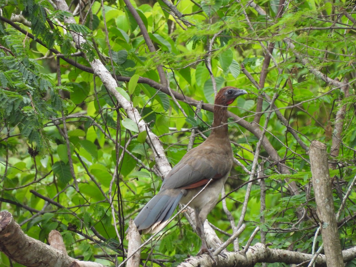 Chestnut-winged Chachalaca - ML638050068