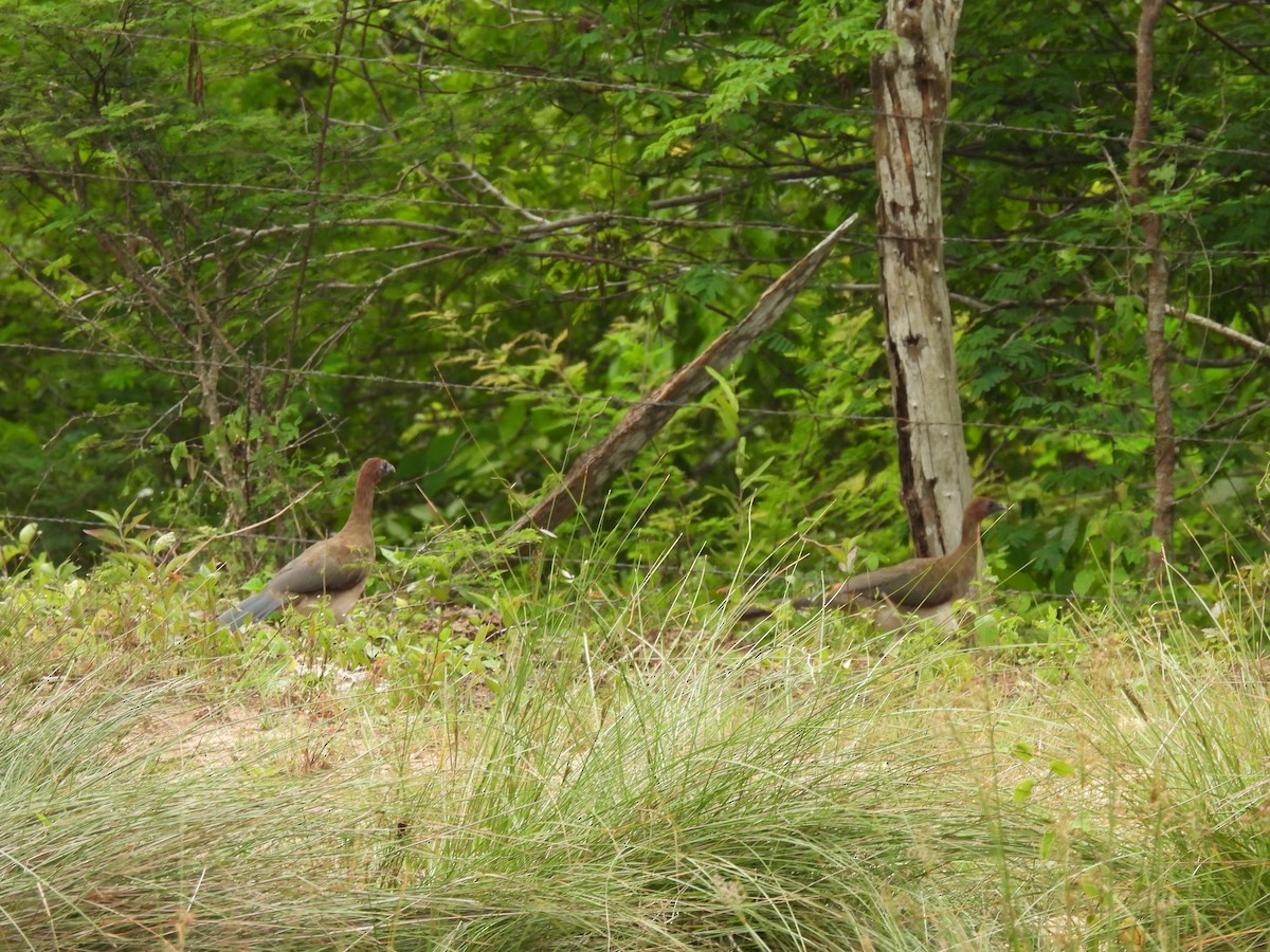 Chestnut-winged Chachalaca - ML638050074