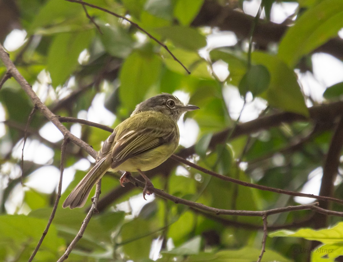Yellow-olive Flatbill - ML638050089