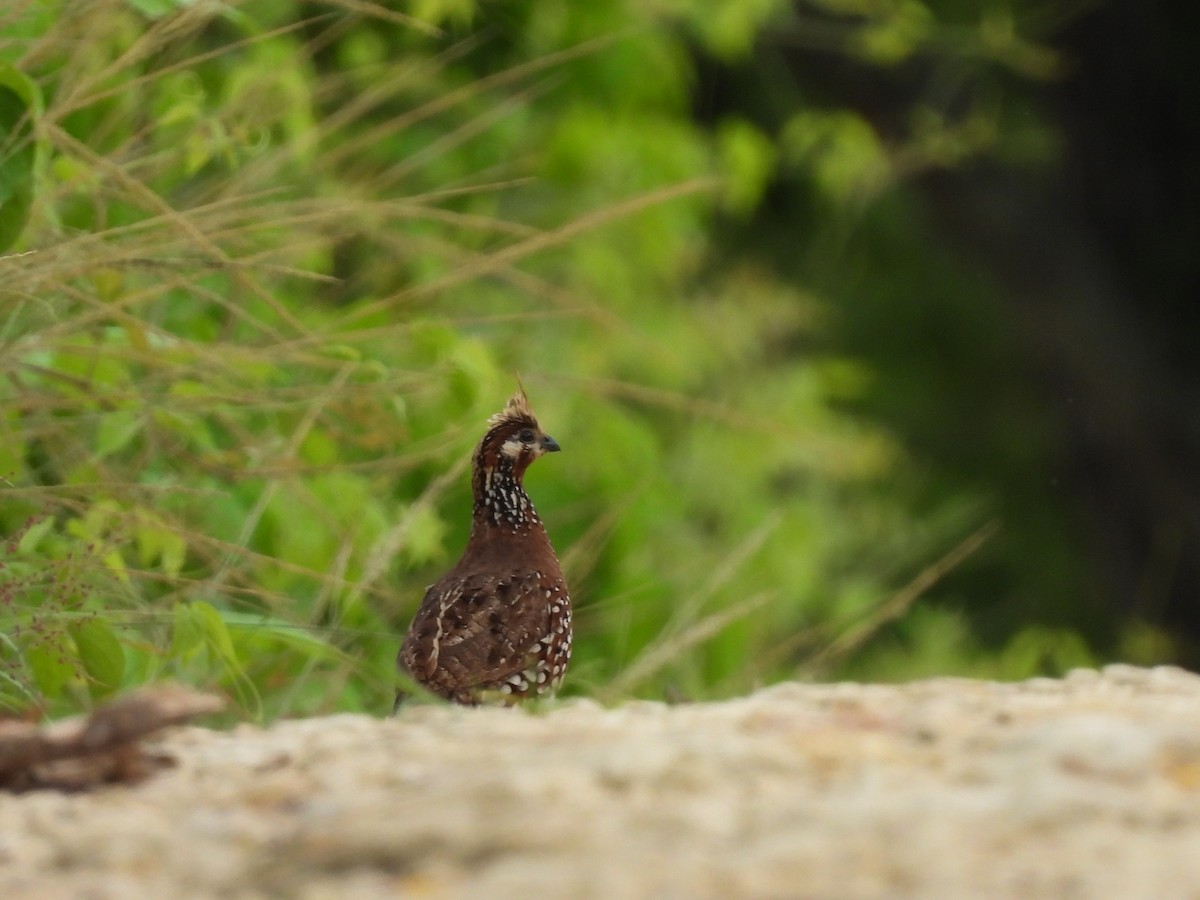 Crested Bobwhite - ML638050096