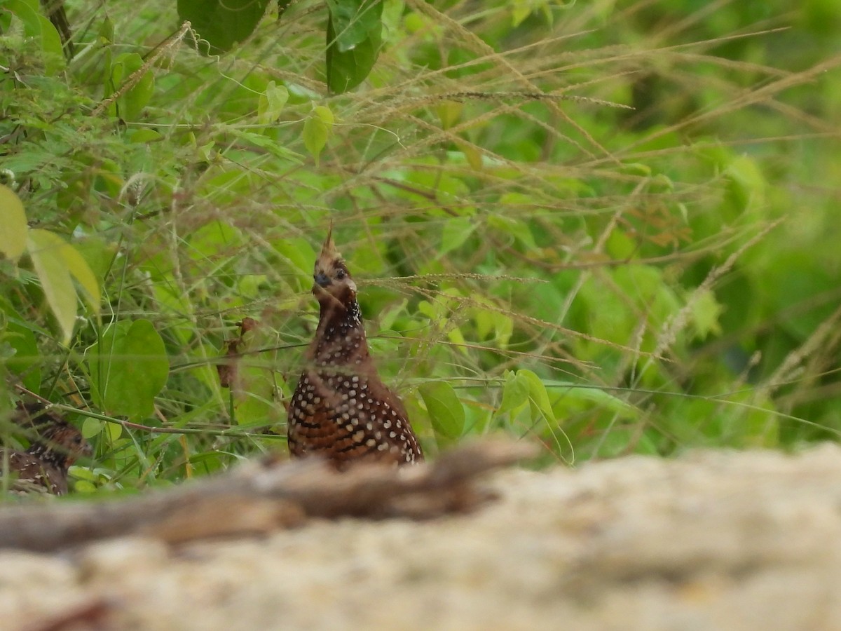 Crested Bobwhite - ML638050097