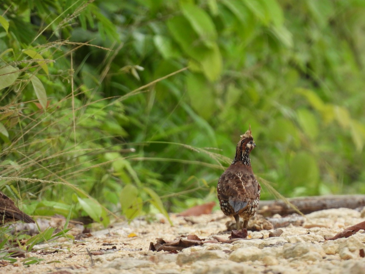 Crested Bobwhite - ML638050098