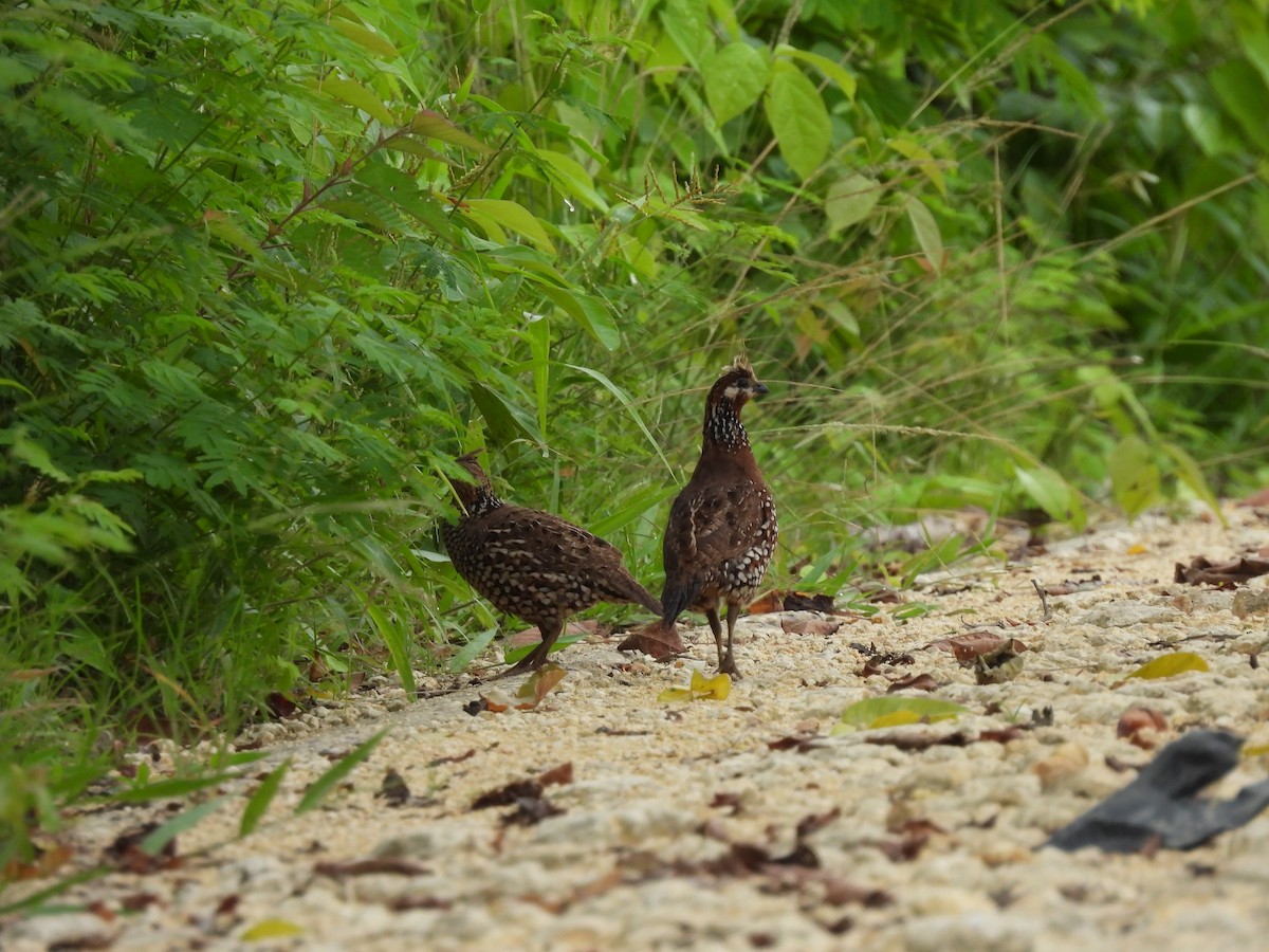 Crested Bobwhite - ML638050100