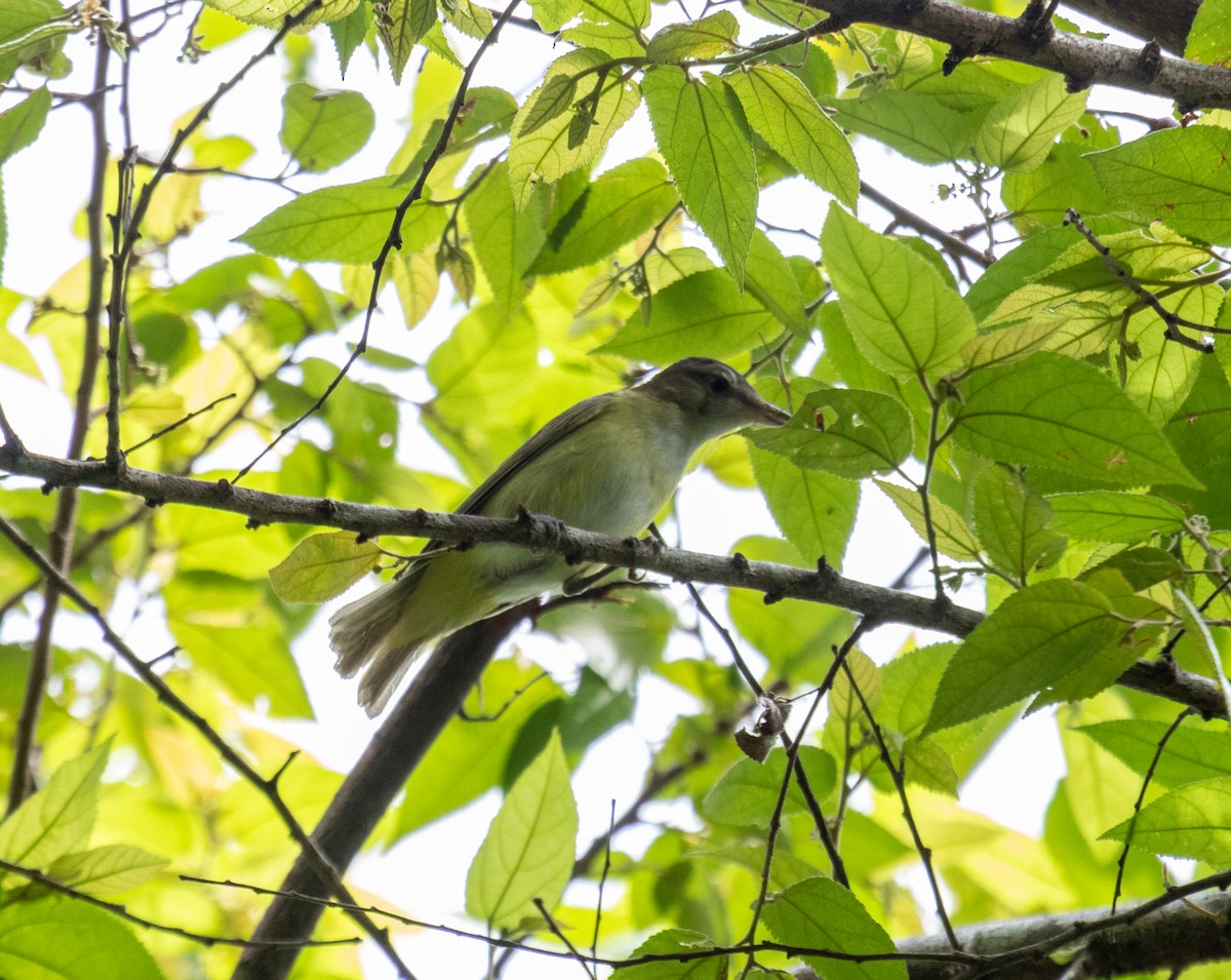 Sarı Böğürlü Vireo - ML638050109